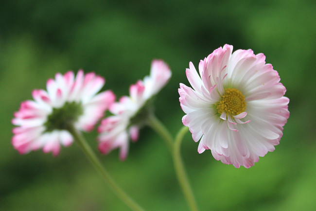 Обои картинки фото цветы, маргаритки, макро, растения, флора