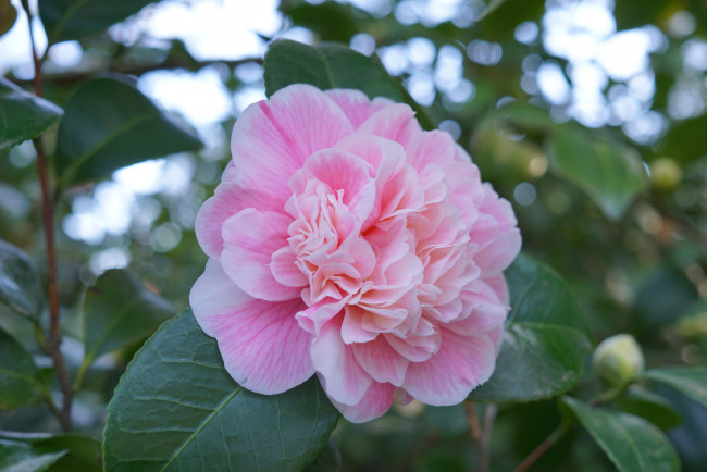 Обои картинки фото цветы, пионы, пион, бутон, лепестки, листья, цветение