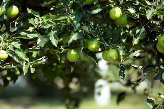 Обои картинки фото природа, плоды, яблоки