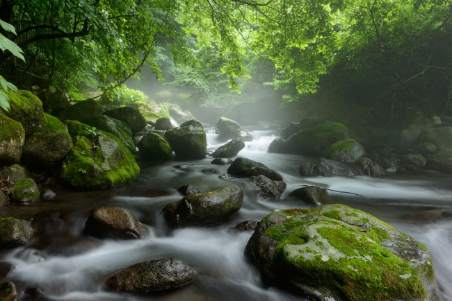 Обои картинки фото природа, реки, озера, деревья, лес, поток, вода, река