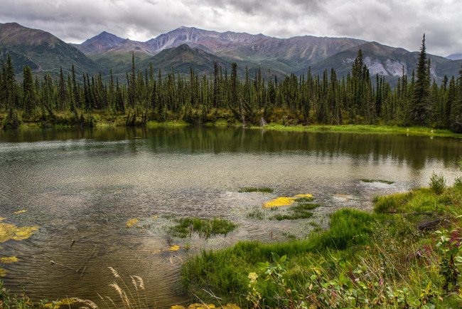 Обои картинки фото природа, реки, озера, река, лес