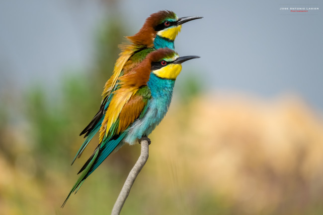 Обои картинки фото щурки , пчелоеды, животные, птица, перья, окрас