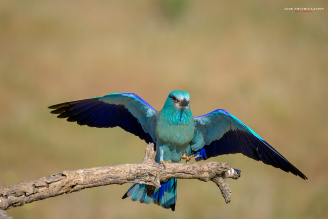 Обои картинки фото сизоворонки , ракши, животные, окрас, перья, клюв, птица