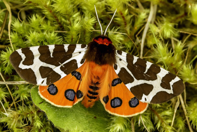 Обои картинки фото животные, бабочки,  мотыльки,  моли, мотылёк, garden, tiger, great, moth