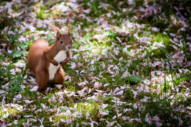 Обои картинки фото животные, белки, хвостик, милашка, лапки, ушка, белка