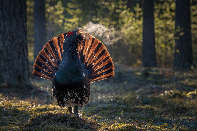 Обои картинки фото животные, глухари,  тетерева, птицы, лес, глухарь