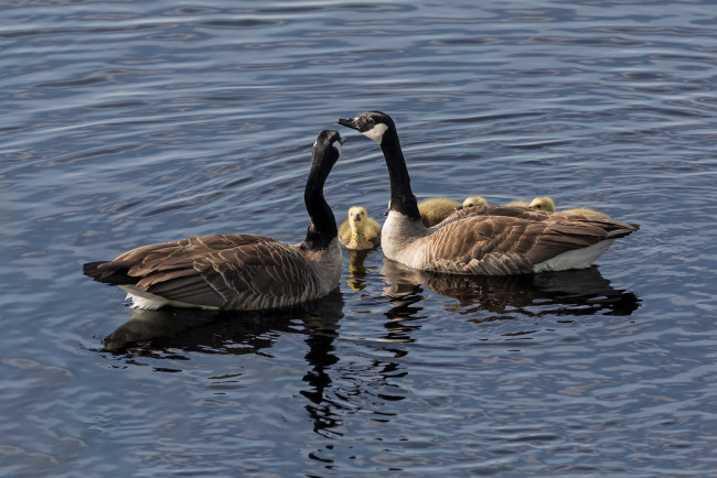 Обои картинки фото животные, гуси, вода, пара, дети, дикие