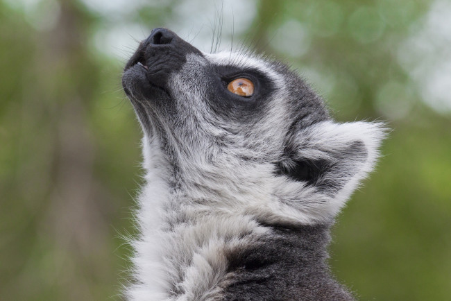 Обои картинки фото животные, лемуры, боке, лемур, мордочка