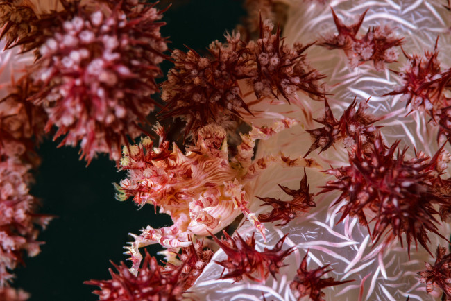 Обои картинки фото животные, морская фауна, море, подводный, мир, коралловый, краб