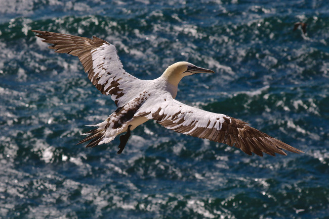 Обои картинки фото животные, олуши, море, птицы, полёт, олуша