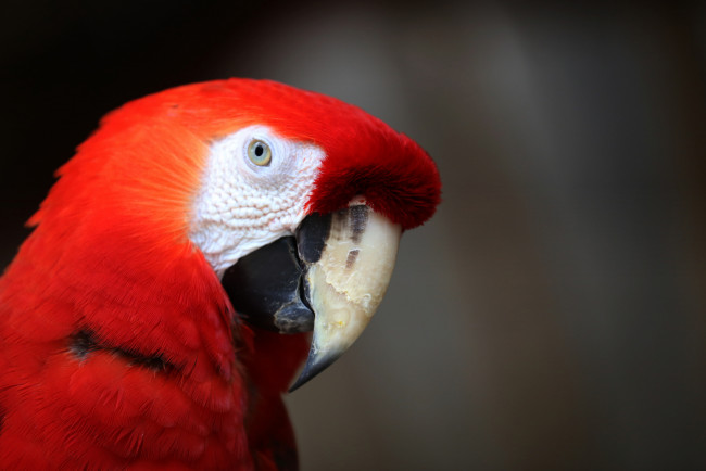 Обои картинки фото животные, попугаи, попугай, перья, цвет, птица, забавный