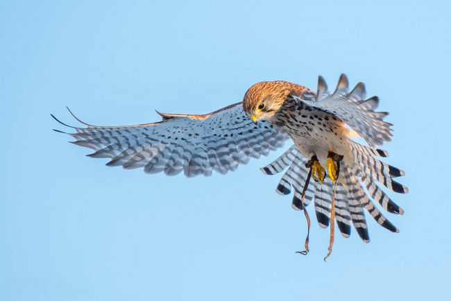 Обои картинки фото животные, птицы - хищники, пустельга, хищник, крылья, птицы