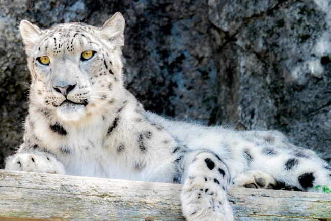 Обои картинки фото животные, снежный барс , ирбис, снежный, барс, кошка, взгляд, камни