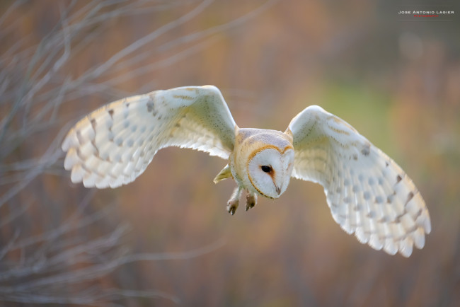 Обои картинки фото животные, совы, птица, окрас, перья, сова