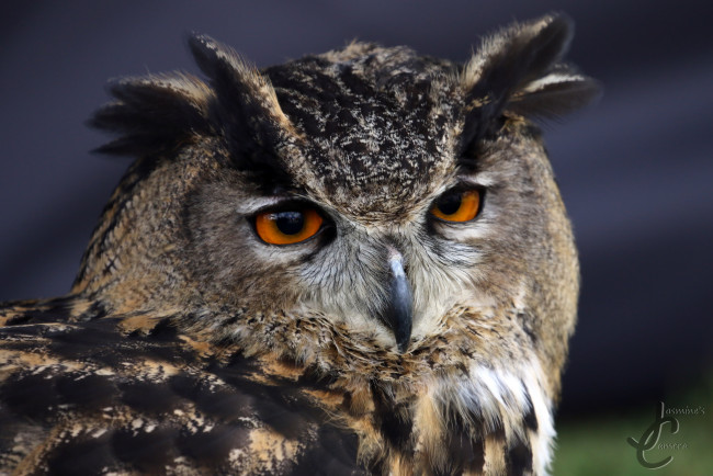 Обои картинки фото животные, совы, сова, птица, перья, окрас