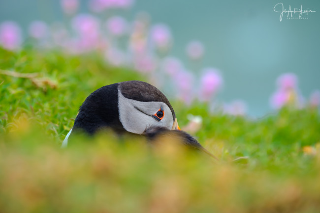 Обои картинки фото животные, тупики, окрас, птица, тупик, перья