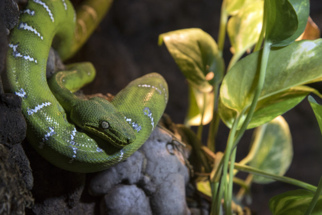 Обои картинки фото животные, змеи,  питоны,  кобры, листья, ветки, окрас, змея