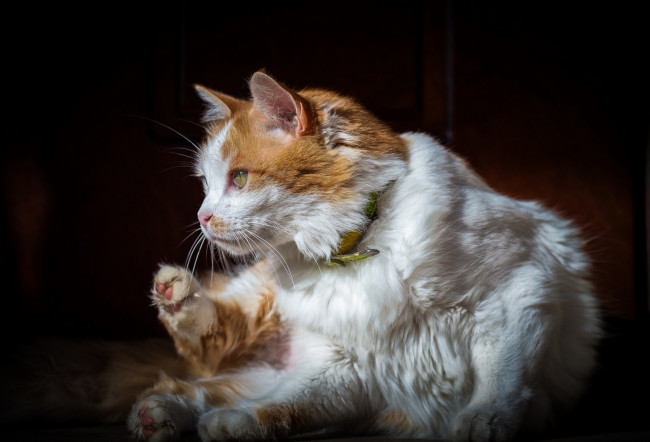 Обои картинки фото животные, коты, ошейник