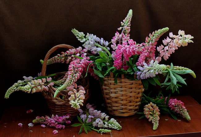 Обои картинки фото цветы, люпин, растения, натюрморт, люпины