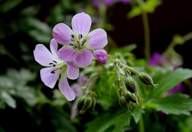 Обои картинки фото цветы, герань, полевые, флора, растения