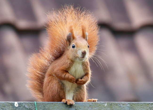 Обои картинки фото животные, белки, рыжая, хвост, грызун, мордочка, белка