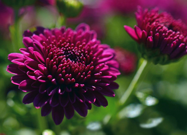 Обои картинки фото цветы, хризантемы, лепестки, цветки