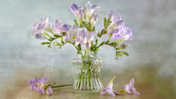 обоя цветы, фрезия, букет, фрезии, нежность