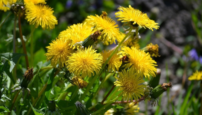 Обои картинки фото цветы, одуванчики, весна, желтые