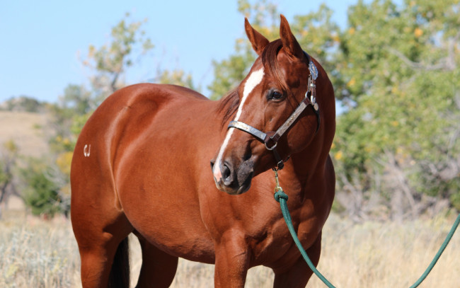 Обои картинки фото животные, лошади, лошадь, гнедая