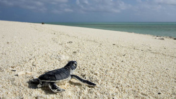 Картинка кино+фильмы oc& 233 ans черепашонок песок море