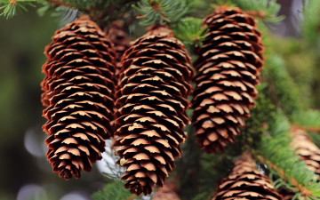 Картинка природа шишки +жёлуди +каштаны