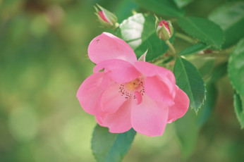 обоя цветы, шиповник, цветок