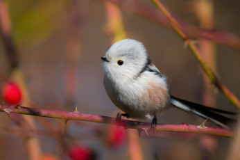 обоя птичка, животные, синицы,  лазоревки, ветки, птица, боке, синица, длиннохвостая