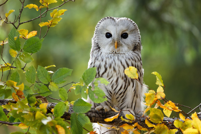 Обои картинки фото совушка, животные, совы, осень, взгляд, свет, ветки, дерево, сова, птица, листва, боке, неясыть, уральская