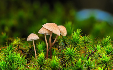 обоя природа, грибы, поросль, растения