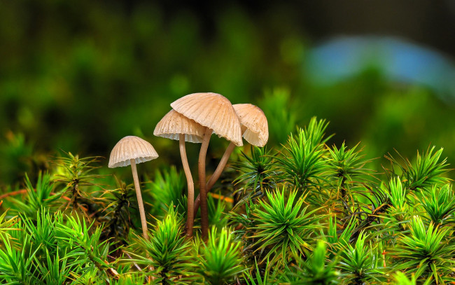 Обои картинки фото природа, грибы, поросль, растения