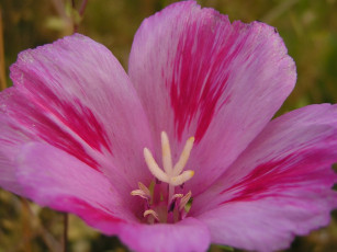 Картинка цветы годеция