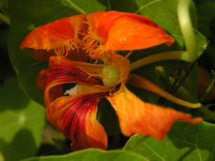 Картинка цветы настурции