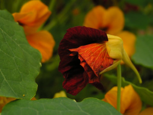 Картинка цветы настурции