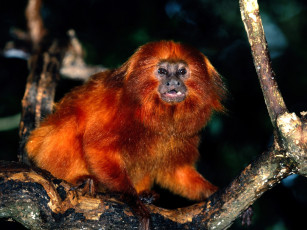 Картинка golden lion tamarin животные обезьяны