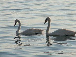 Картинка лебеди животные