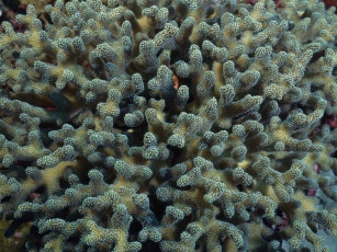 Картинка животные морская фауна