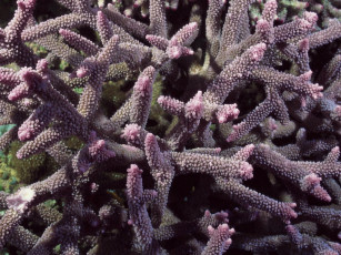 Картинка животные морская фауна