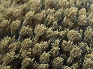 Картинка животные морская фауна