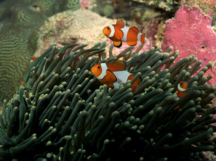 Картинка животные рыбы