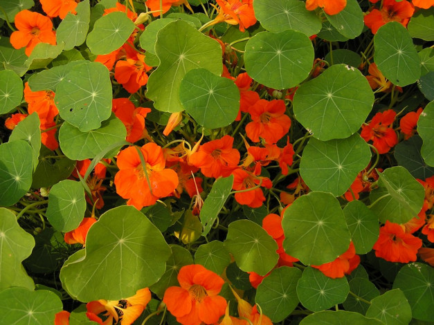 Обои картинки фото цветы, настурции