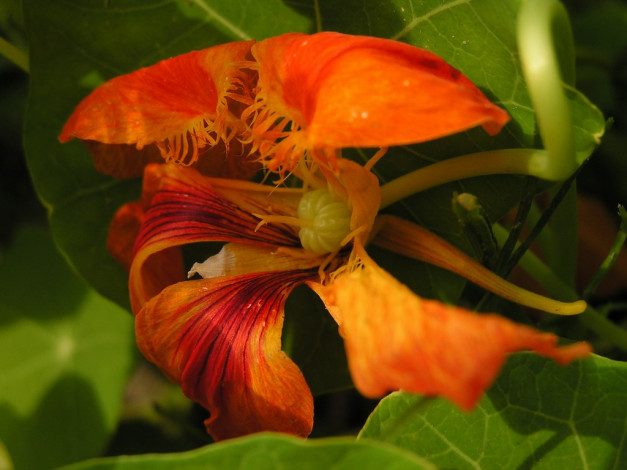 Обои картинки фото цветы, настурции