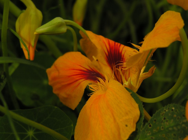 Обои картинки фото цветы, настурции