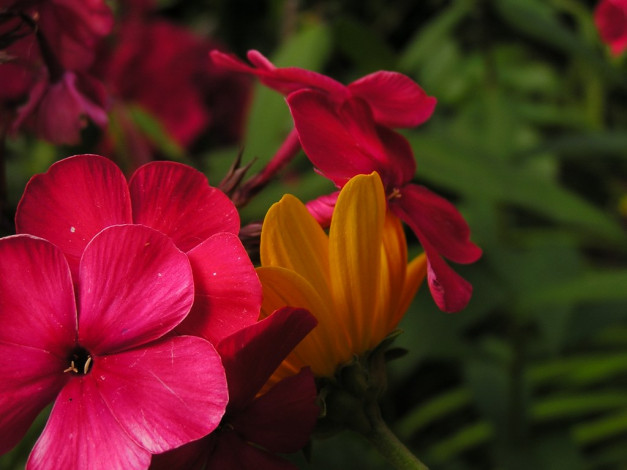 Обои картинки фото цветы, разные, вместе