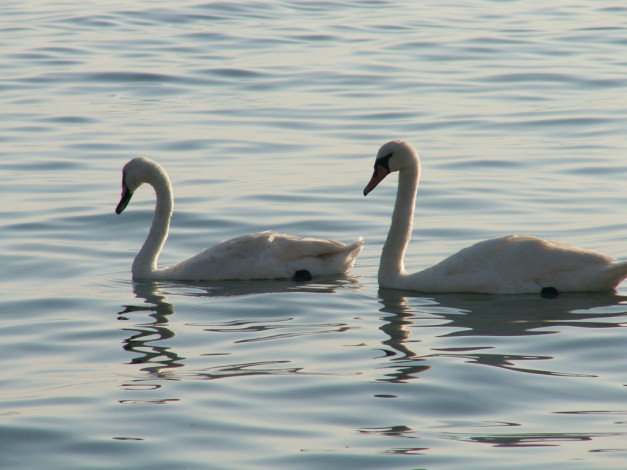 Обои картинки фото лебеди, животные